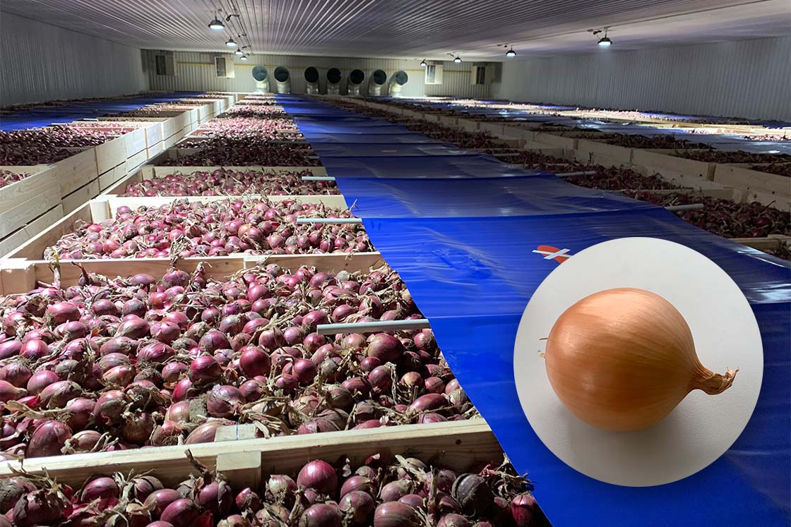 Onions drying